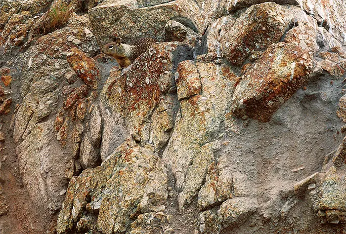 Increíbles ejemplos de camuflaje animal que te harán mirar