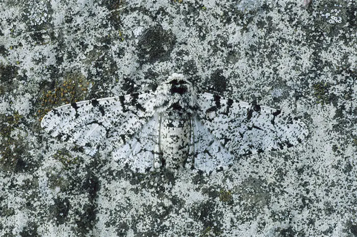 Increíbles ejemplos de camuflaje animal que te harán mirar