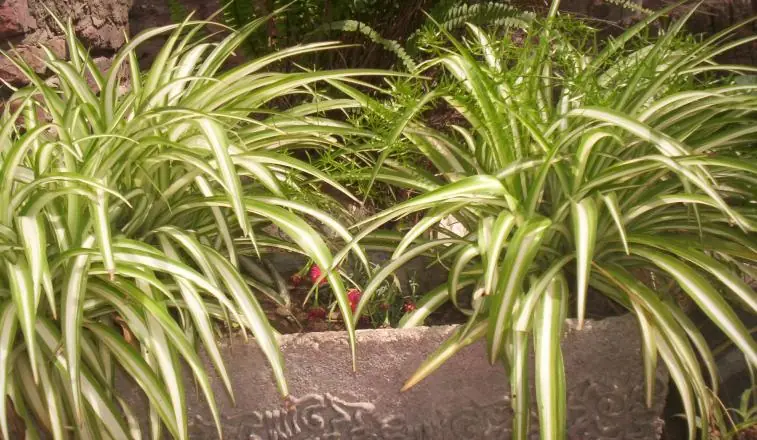 plantas