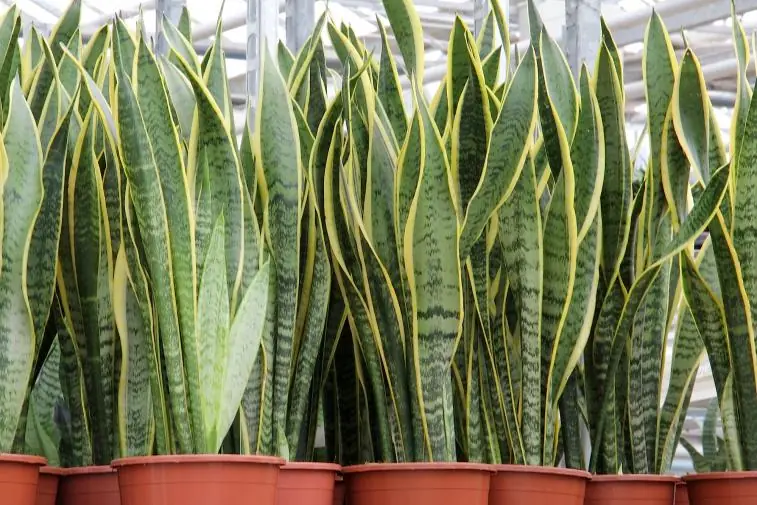 plantas