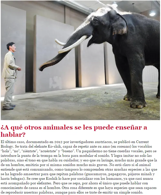 Animales