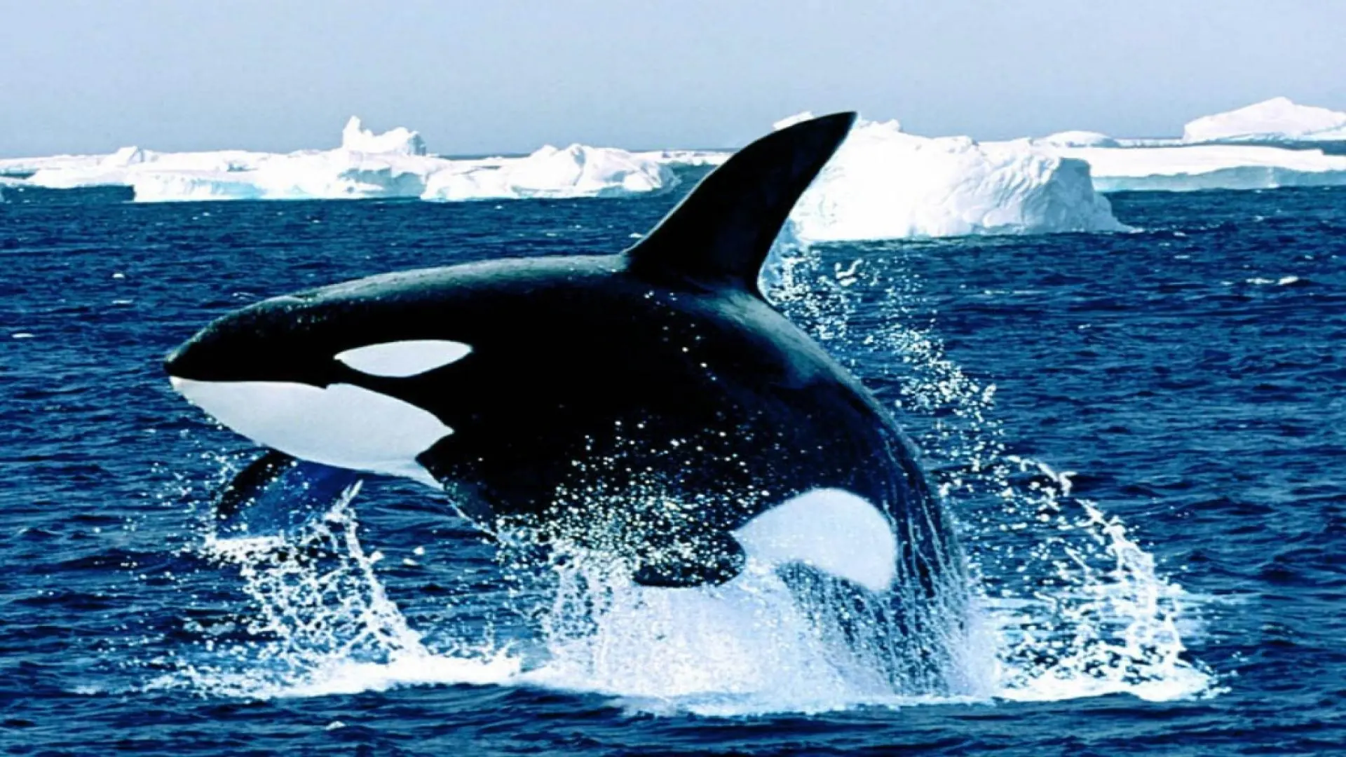 ballenas
