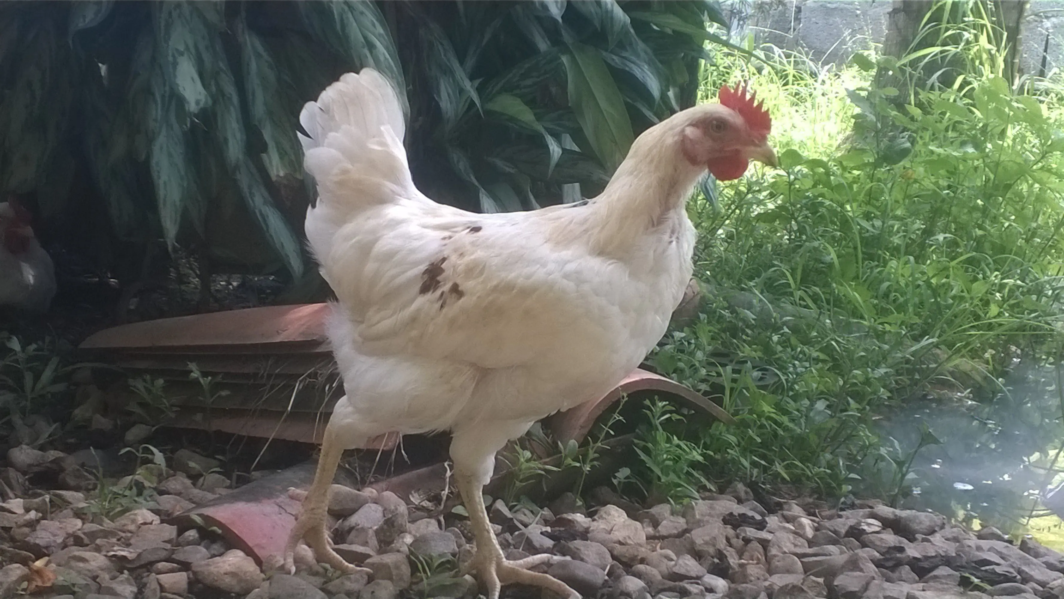 huevos