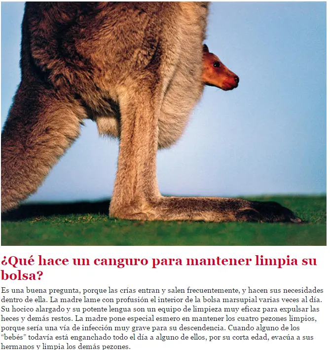 Animales