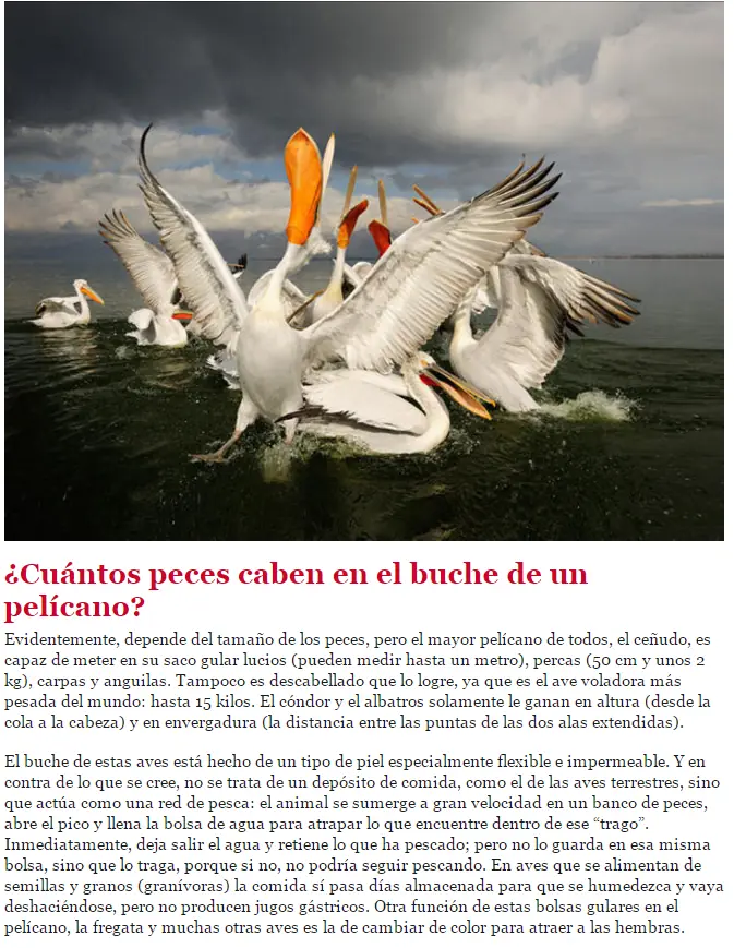 Animales