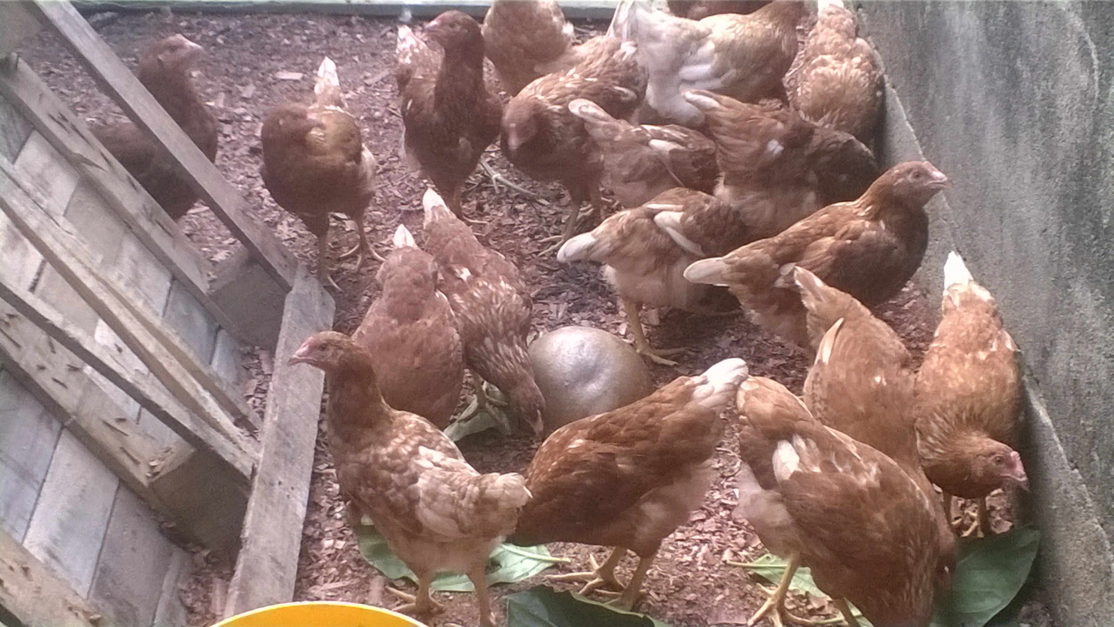gallinas