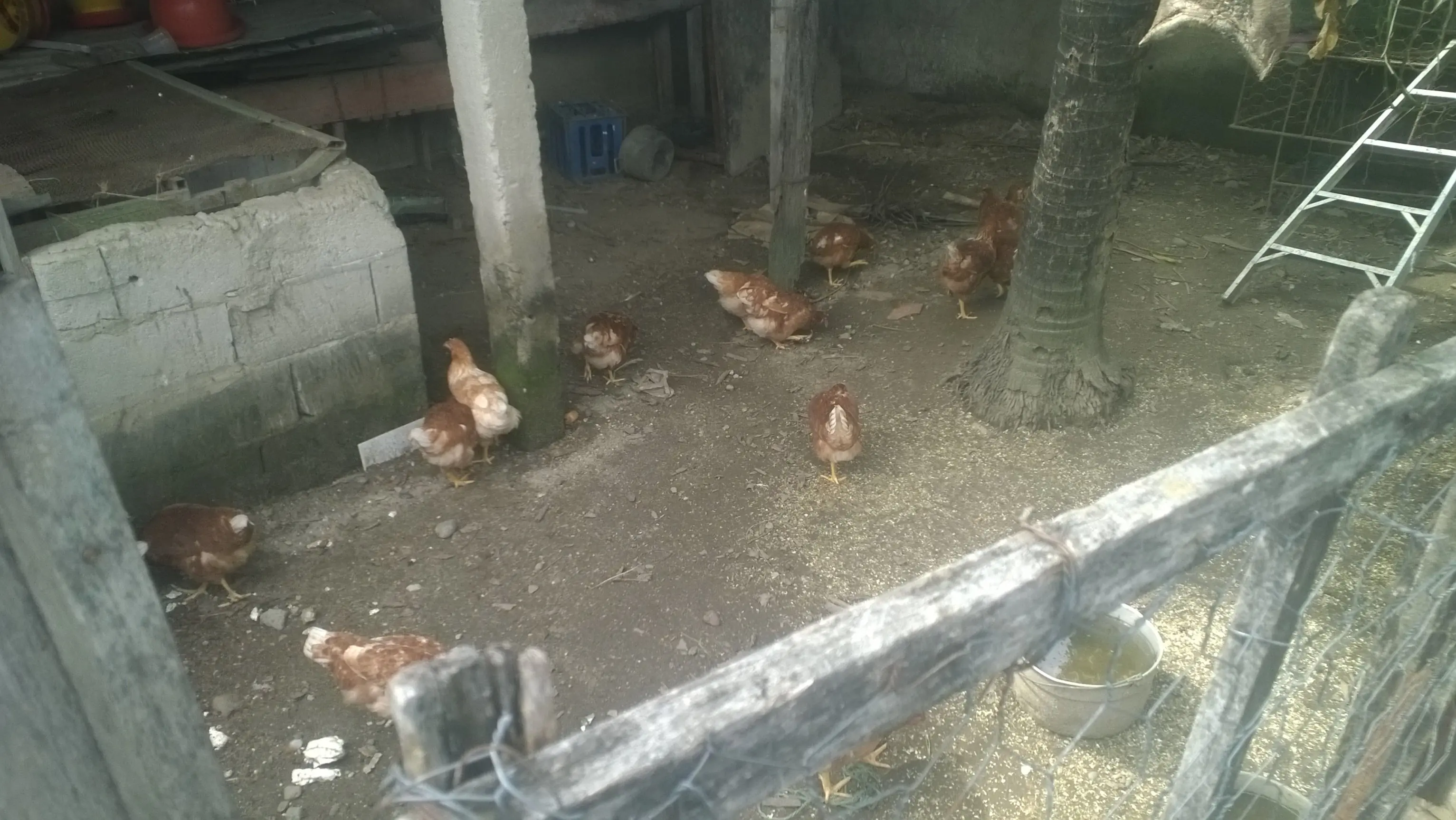gallinas