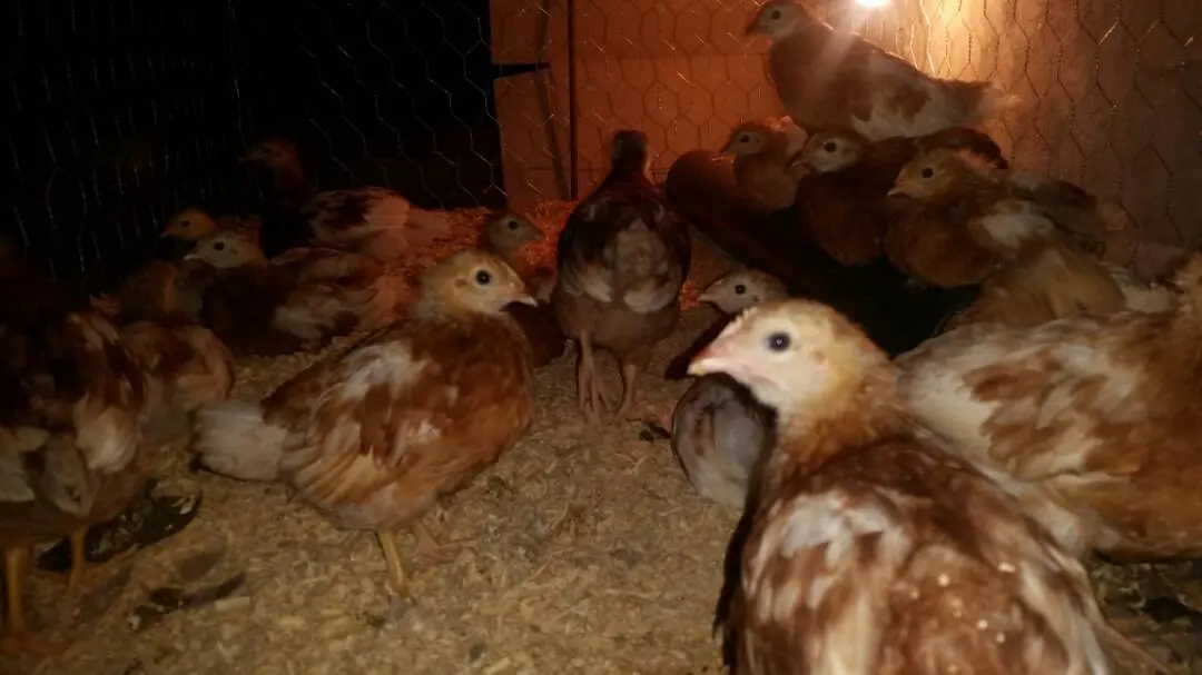 gallinas