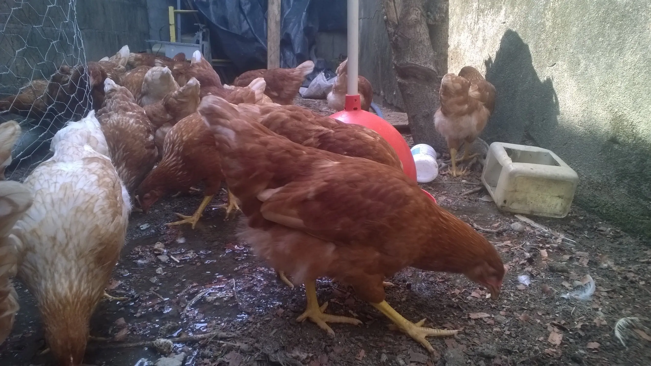 gallinas
