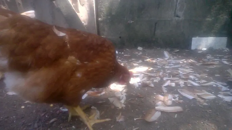 huevos