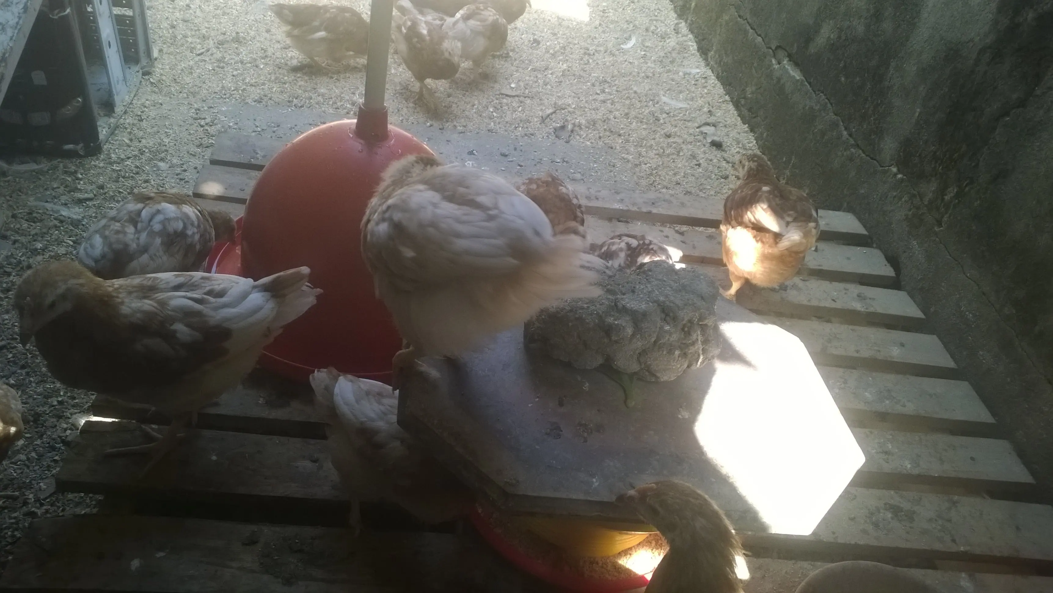 gallinas
