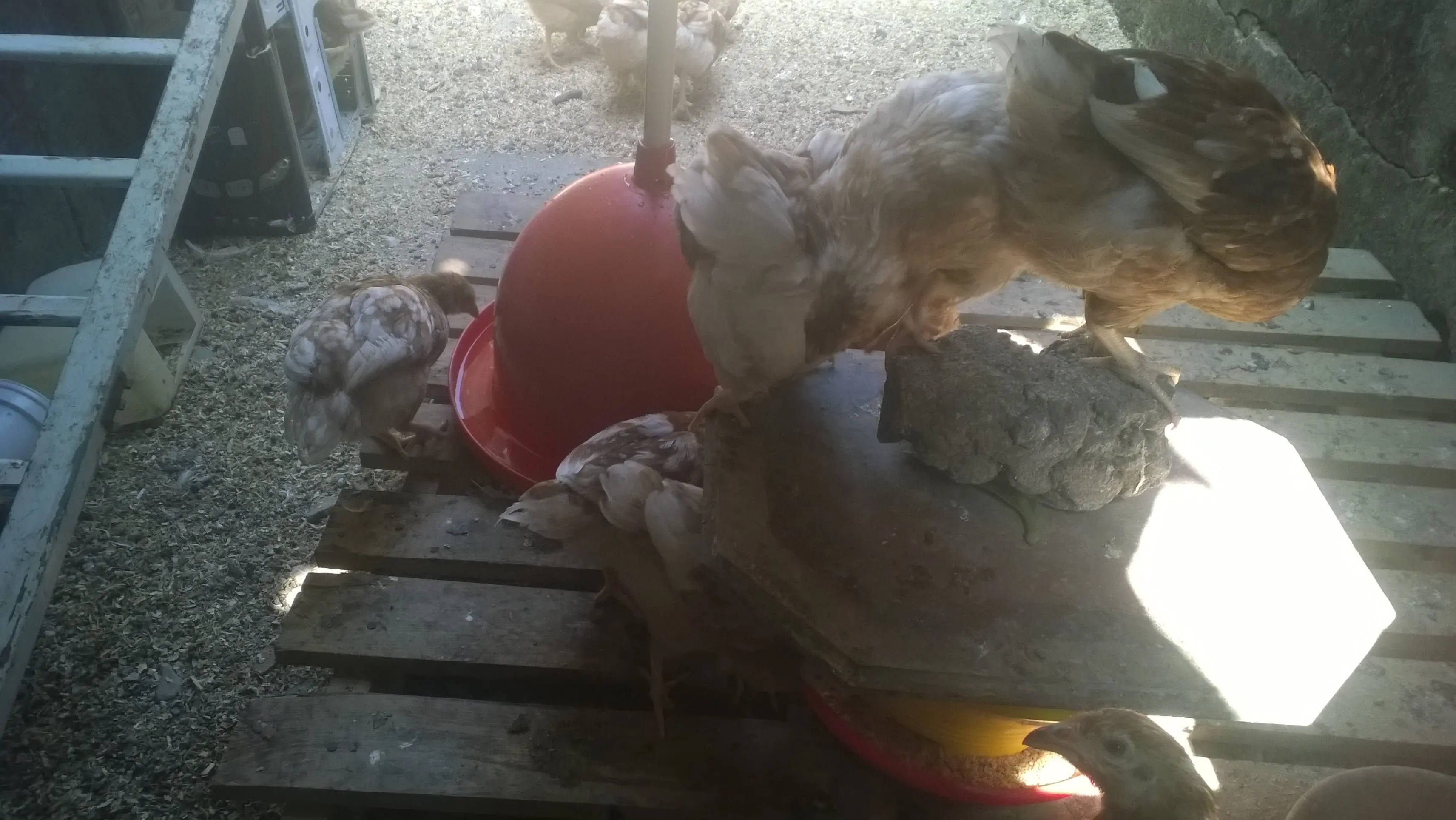 gallinas