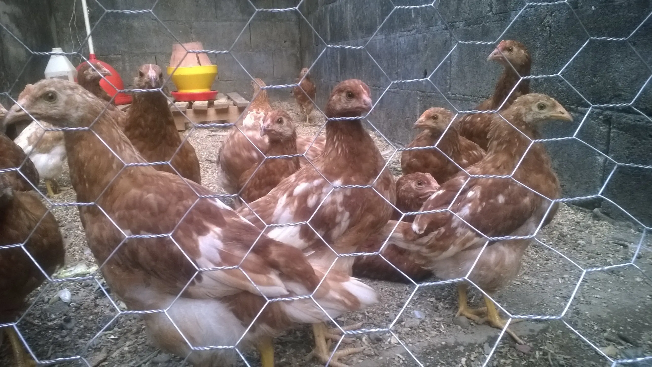 huevos