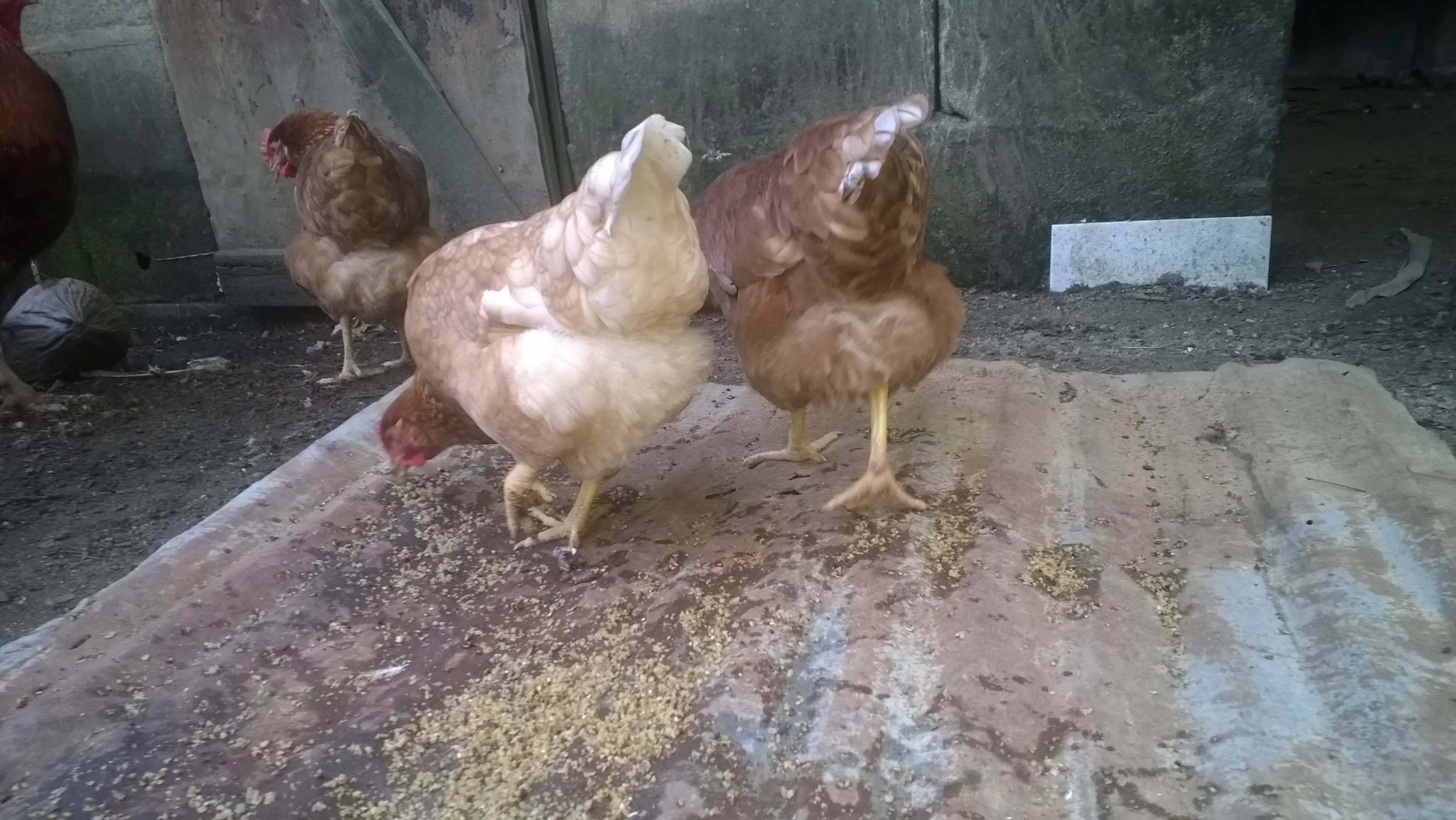huevos