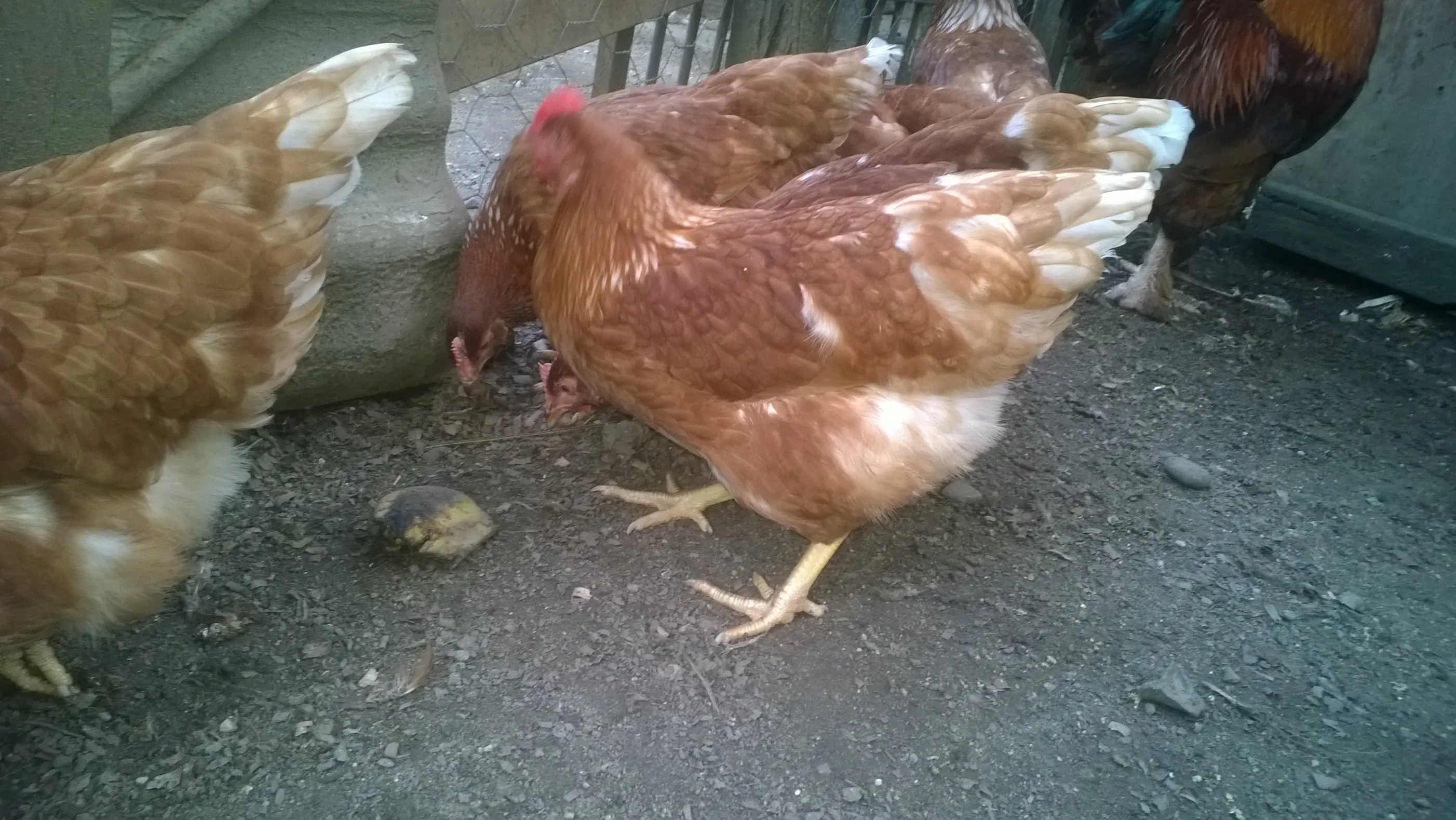 gallinas