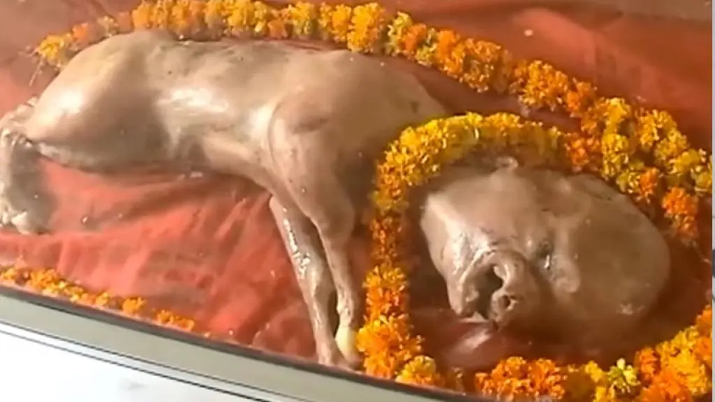 Becerro con cabeza de humano considerado ‘dios’ en India