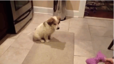 6 Trucos para entrenar a tu perro