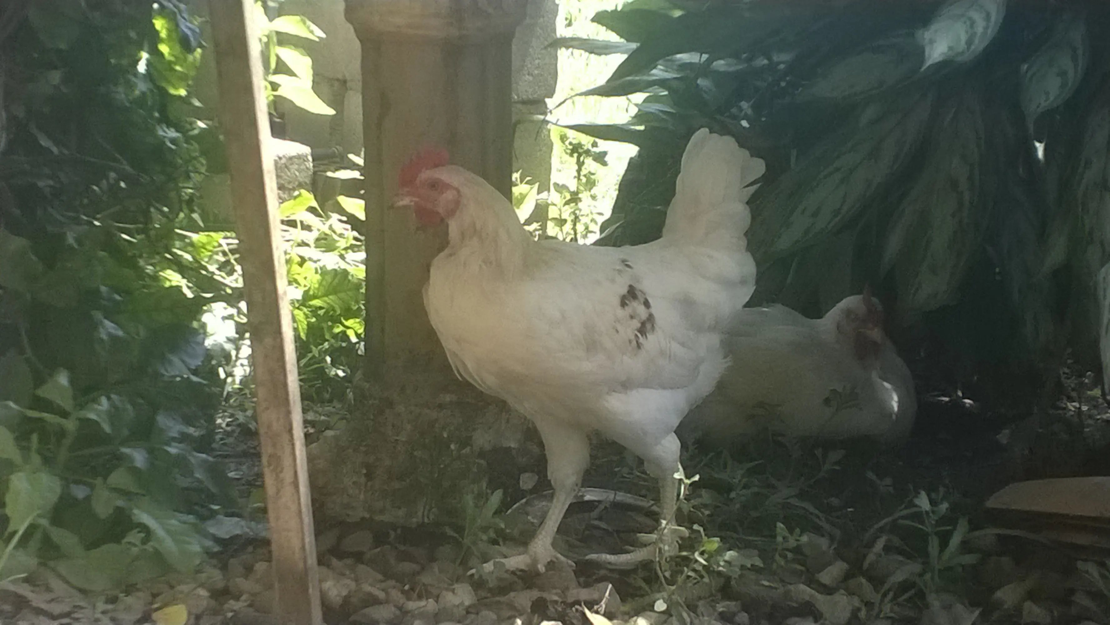 gallinas