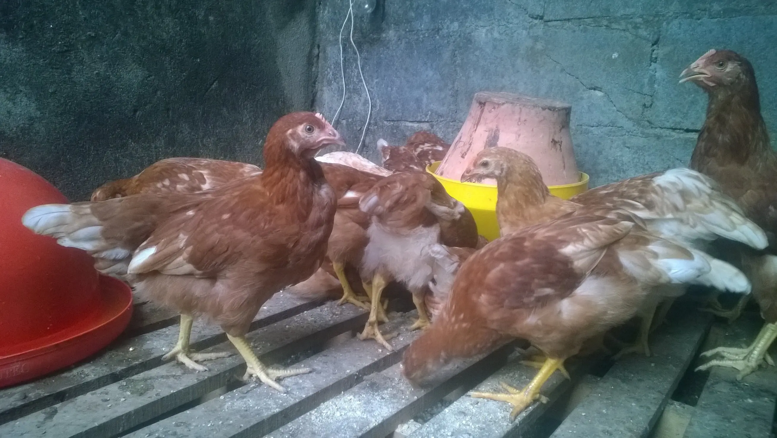 gallinas