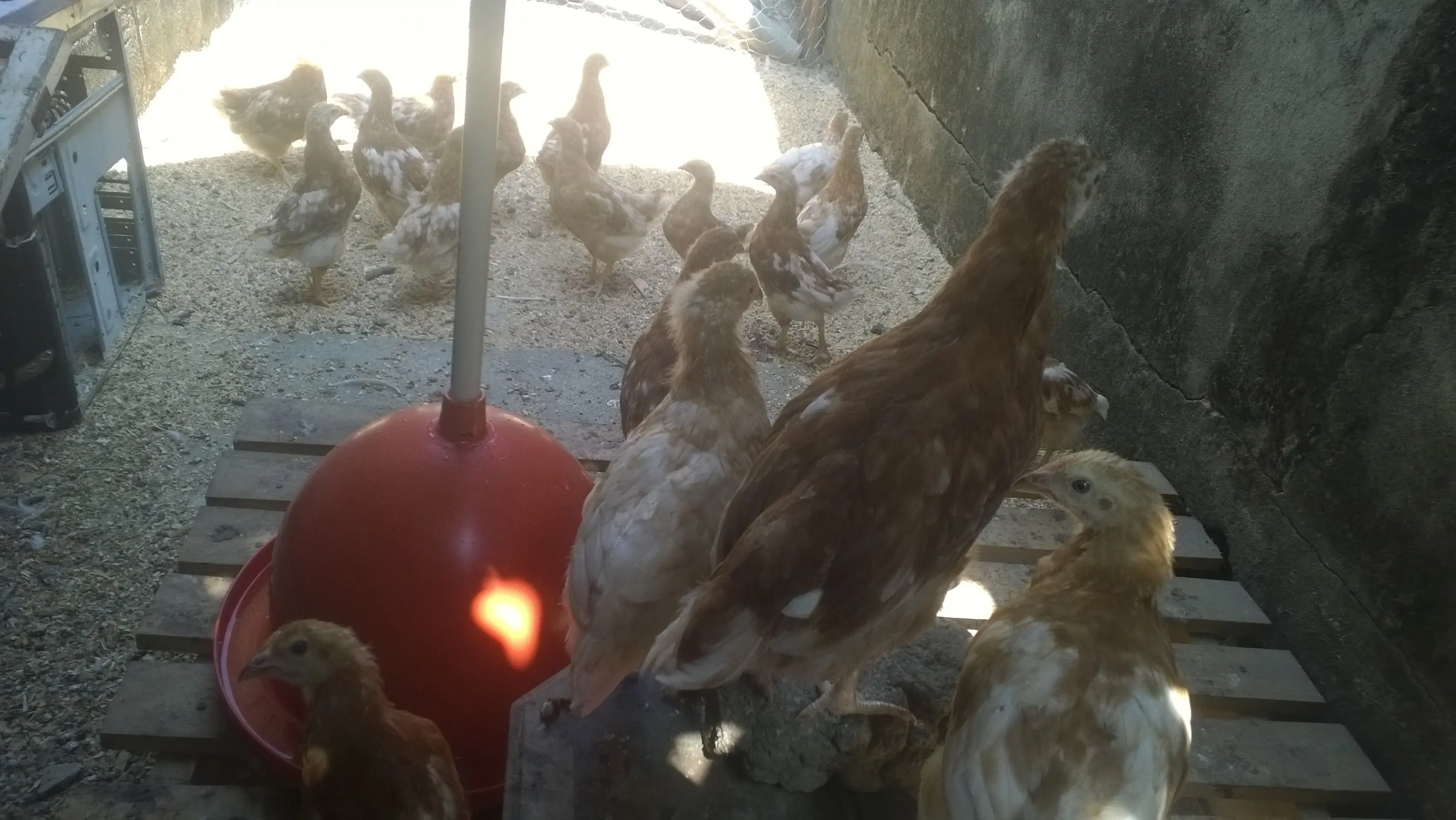 huevos