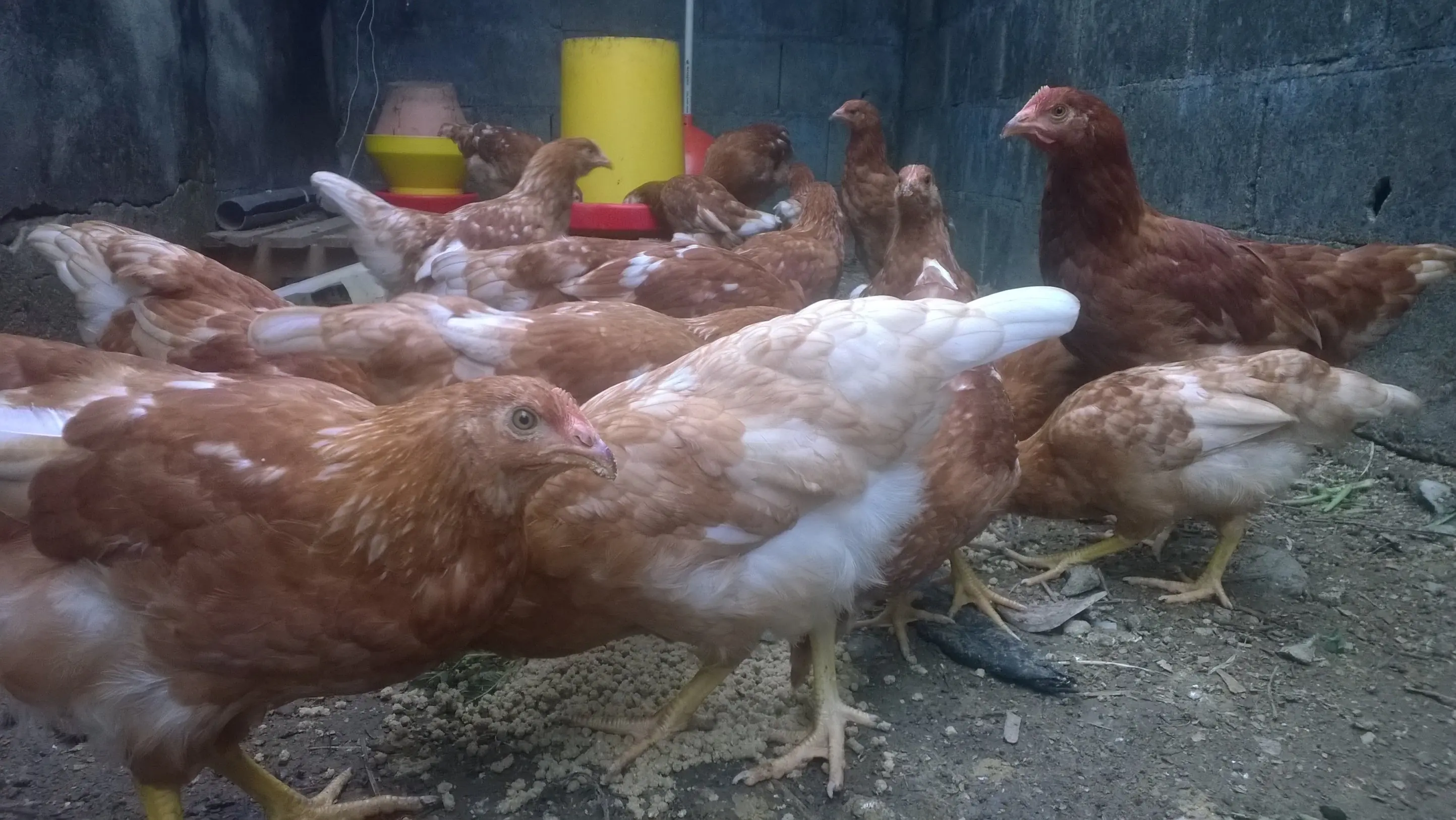 gallinas
