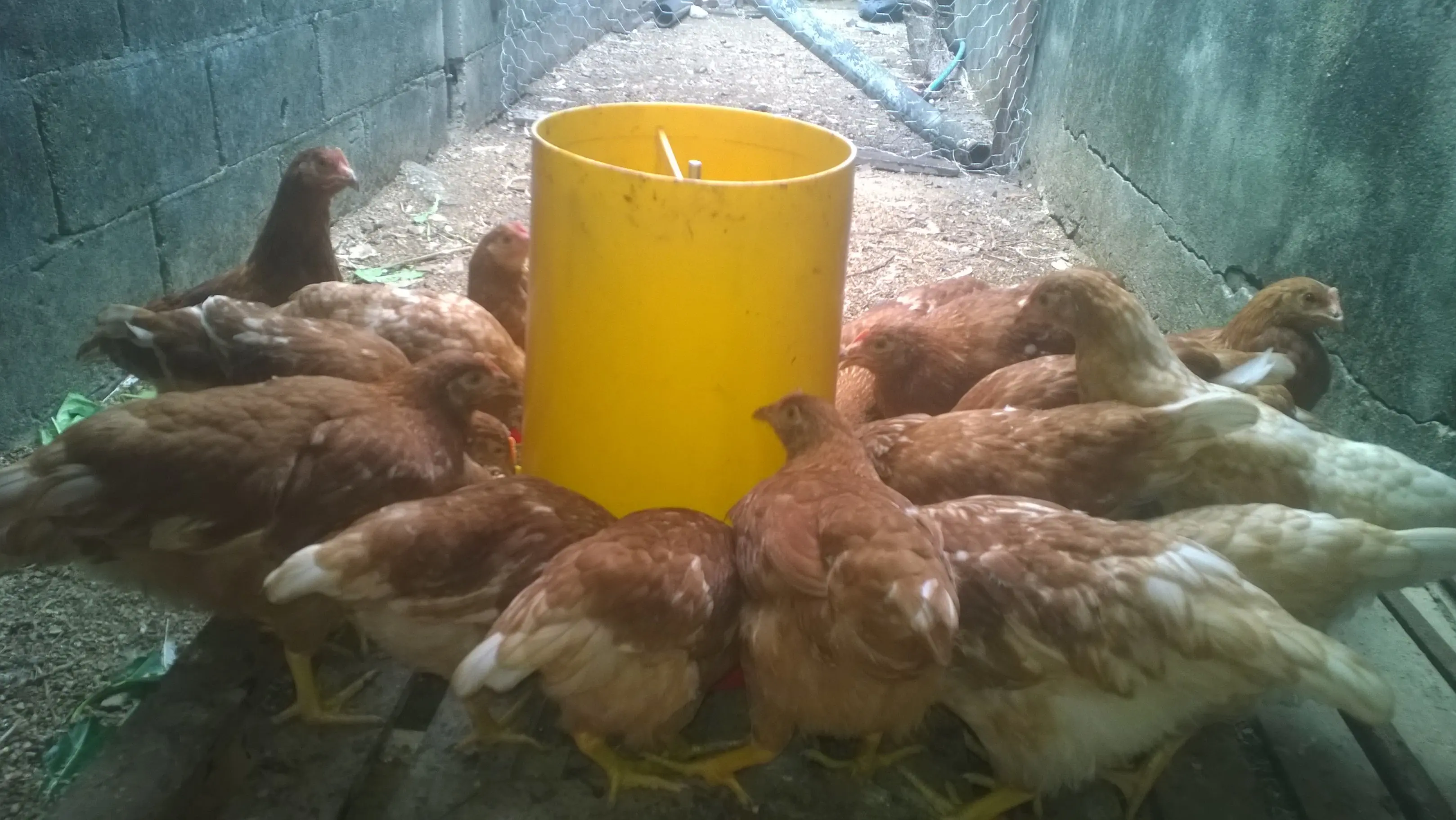 gallinas