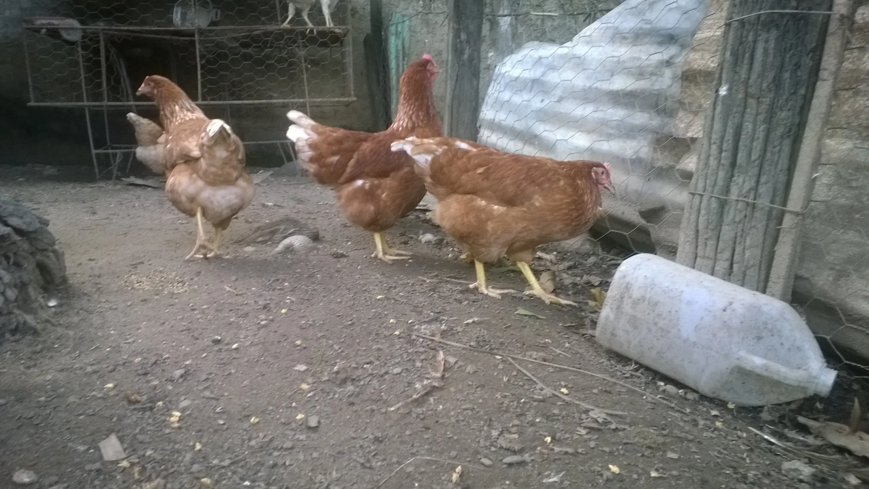 gallinas