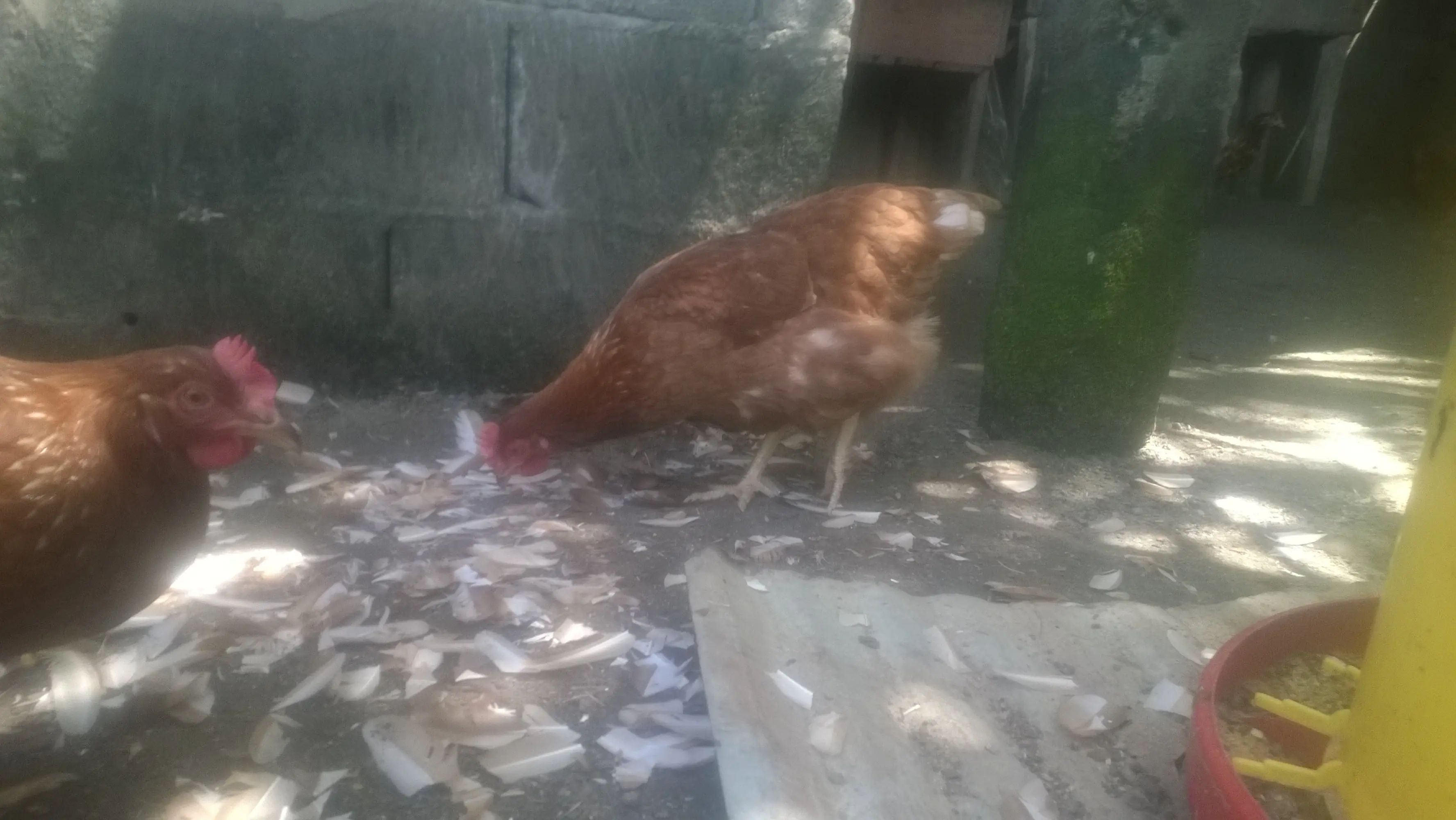 huevos