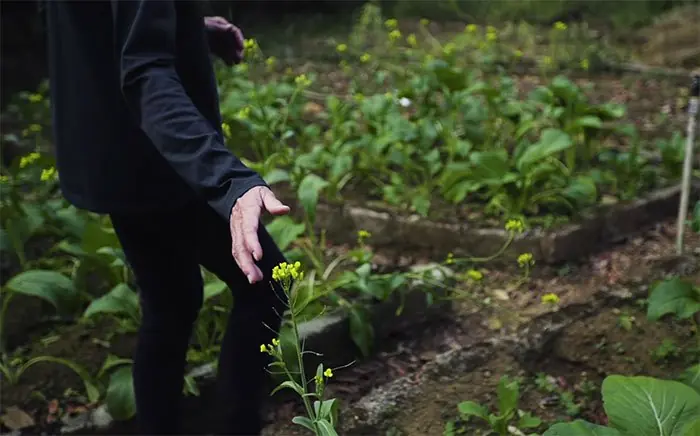 reforestando