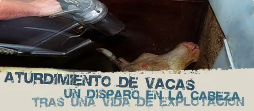 Las vacas tambien son animales, y tambien sufren - Info Las vacas tambien son animales, y tambien sufren - Info