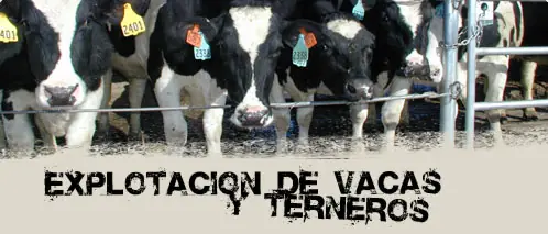 leche leche