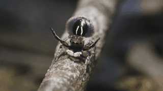 especies