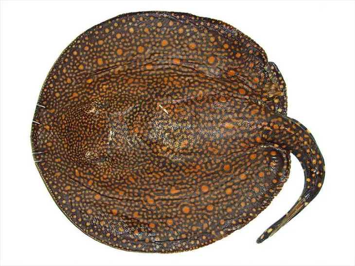 especies