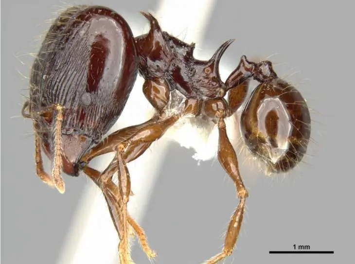 Especies que nadie conocía y fueron descubiertas en el 2017