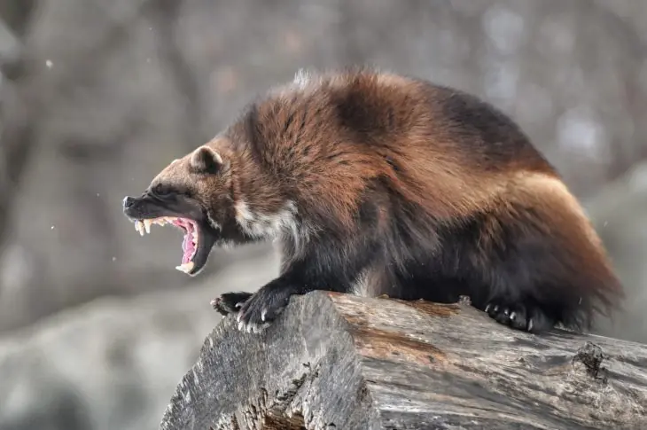 animal