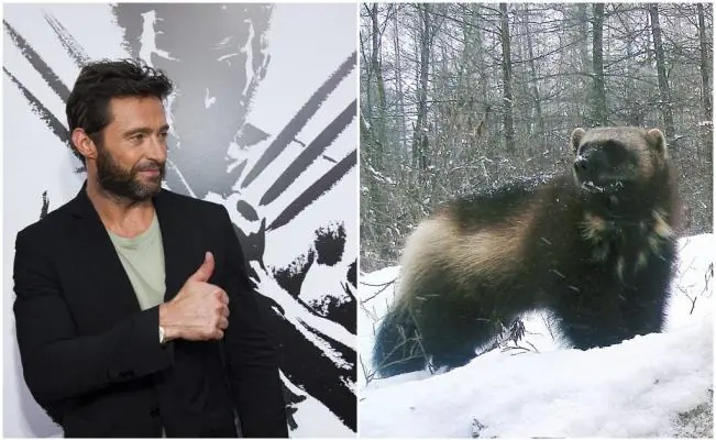 Revela que no sabía en qué animal estaba inspirado Wolveri