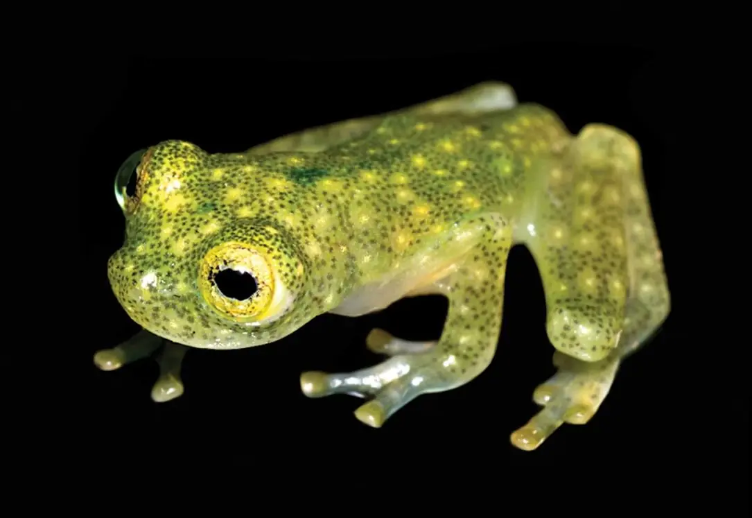 rana rana