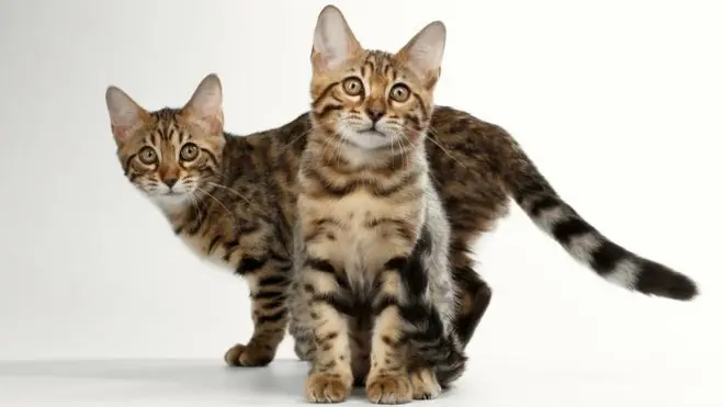 De dónde viene y qué significa el insulto gato en Argentina?
