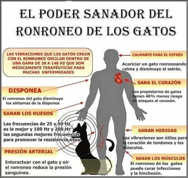 ronroneo