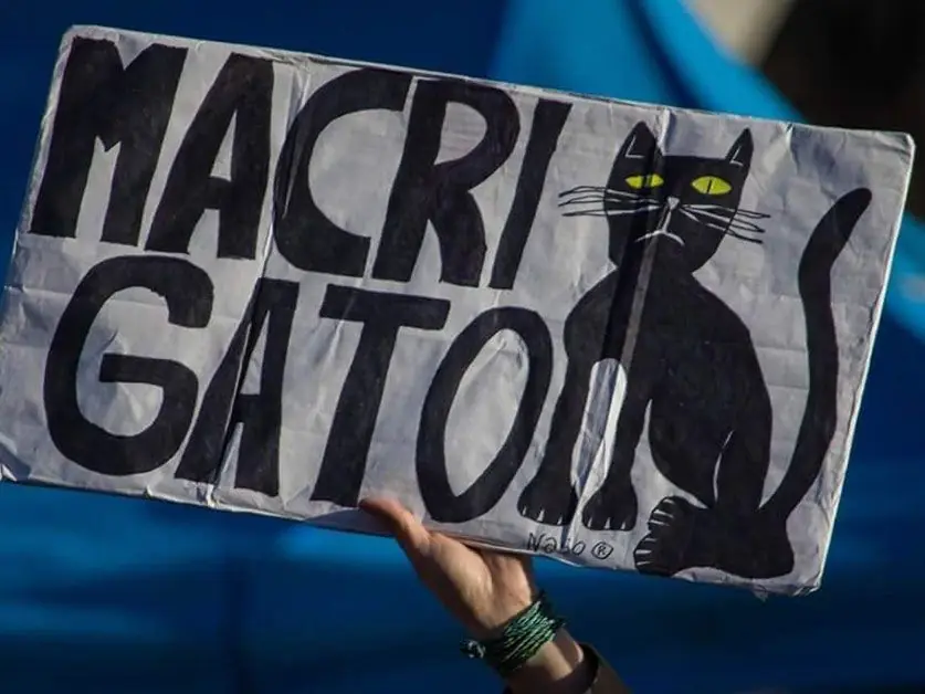 gato gato
