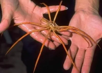 cangrejos