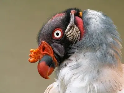 15 Criaturas realmente Bizarras.