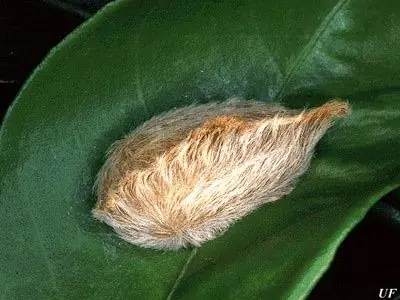 Orugas