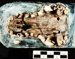razas de perros prehistoricos