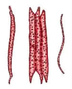 capilaridad