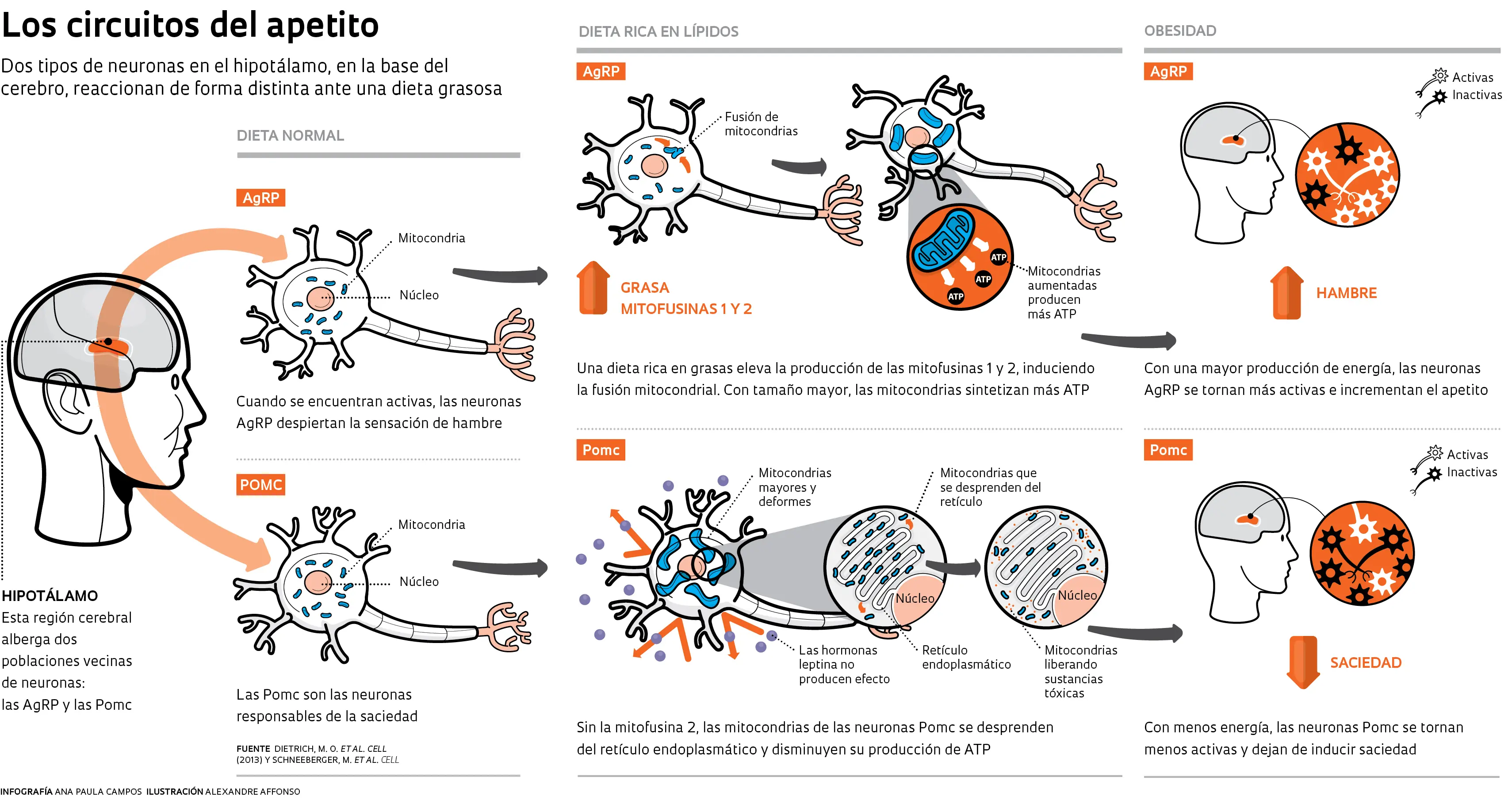 Infografias de las neuronas y el cerebro