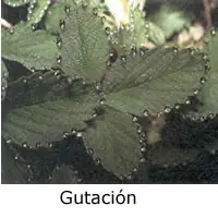 translocacion