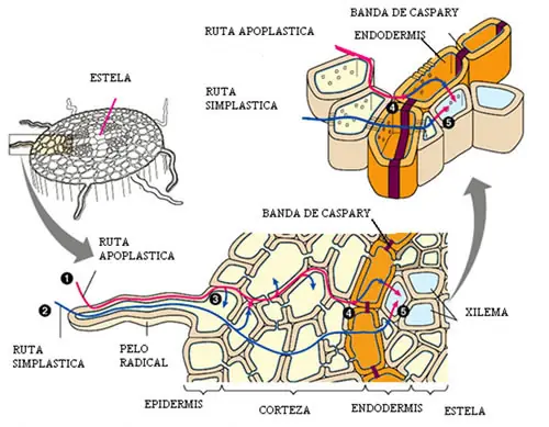 translocacion