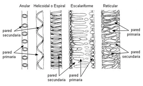 absorcion