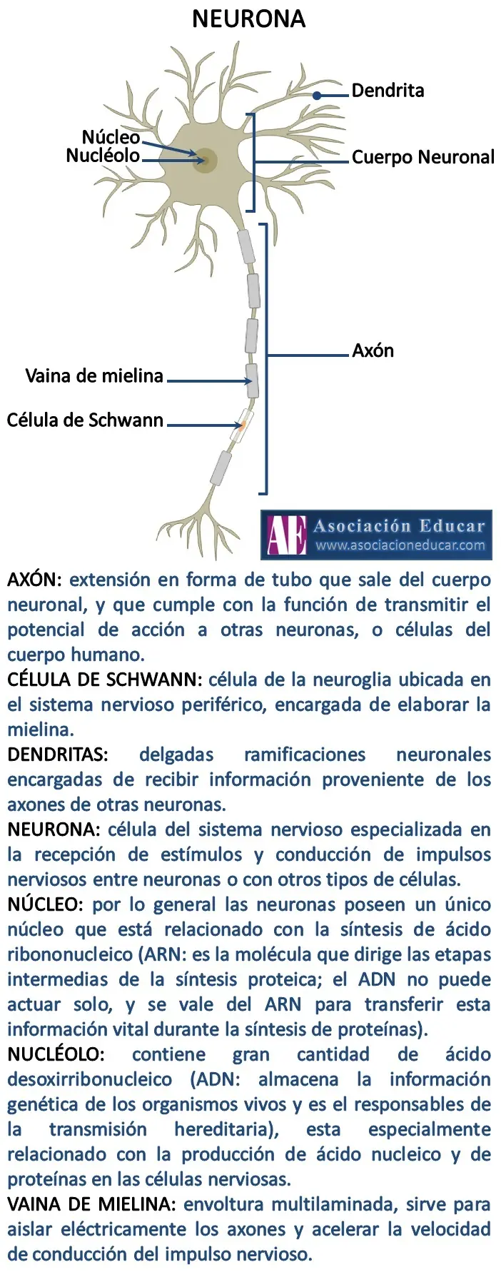 neuronas